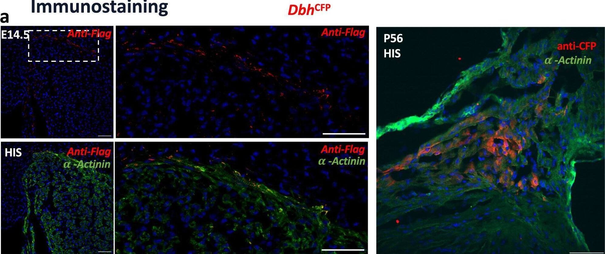 Immunocytochemistry/ Immunofluorescence DYKDDDDK Epitope Tag Antibody (L5) - BSA Free