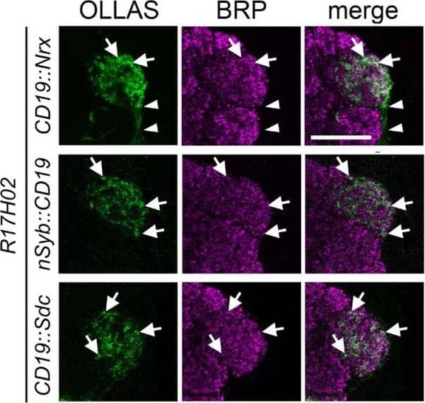 Immunocytochemistry/ Immunofluorescence OLLAS Epitope Tag Antibody (L2) - BSA Free