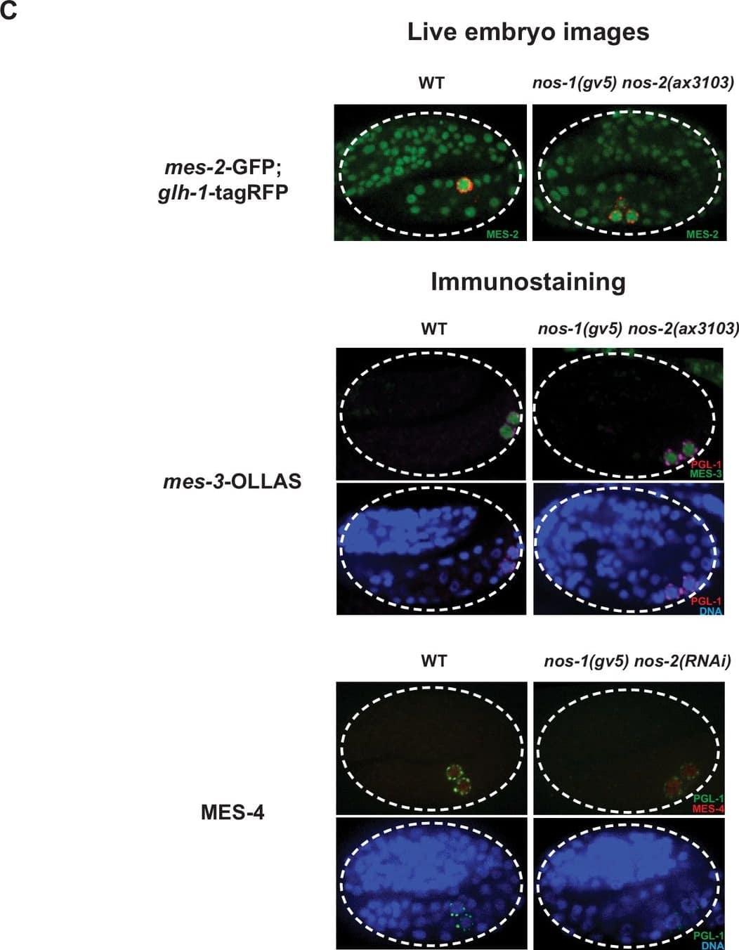 Immunocytochemistry/ Immunofluorescence OLLAS Epitope Tag Antibody (L2) - BSA Free