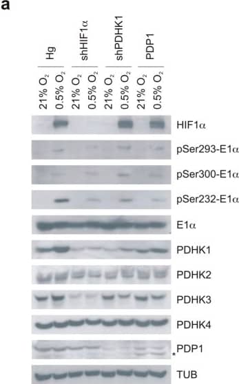 Western Blot: PDK4 Antibody - BSA Free [NBP1-07047] - Genetic manipulations can alter PDH E1 alpha  phosphorylation in response to hypoxia.(a) MIA PaCa-2 control (Hg), silenced HIF1 alpha  (shHIF1 alpha ) or silenced PDHK1 (shPDHK1) & PDP1 overexpressing cells were incubated for 16 h in normoxia or hypoxia (0.5% O2) & phospho-serine E1 alpha  detected by Western blot showing that all three modifications can have an inhibitory effect on hypoxic Ser232 phosphorylation. (b) Increased pSer232-E1 alpha  detection after E1 alpha  immunoprecipitation from lysates of cells treated as in (a). (c) The same analysis as in (a) after treatment with 16 h 1 mM DMOG. Image collected & cropped by CiteAb from the following publication (//pubmed.ncbi.nlm.nih.gov/27498883), licensed under a CC-BY license. Not internally tested by Novus Biologicals.