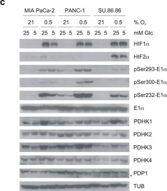 Western Blot: PDK4 Antibody - BSA Free [NBP1-07047] - Hypoxia inhibits mitochondrial OCR & PDH activity & induces PDHK1 protein & activity.(a) Ratio of oxygen consumption rate (OCR) to extracellular acidification rate (ECAR) measured by Seahorse XF in MIA PaCa-2, PANC-1, & SU.86.86 cell lines in high (25 mM) or low (0.5 mM) glucose incubated overnight with or without 1 mM DMOG. (mean ± SEM, two-tailed Student’s t-test, **p < 0.01, ***p < 0.001) (b) Cell-based PDH activity assay in cells incubated 16 h in normoxia, hypoxia (0.5% O2) or 1 mM DMOG. (mean ± SD, one-way ANOVA, *p < 0.05, **p < 0.01, ***p < 0.001) (c) Western blots of HIF alpha  isoforms, pyruvate dehydrogenase kinase isoforms (PDHKs), phosphatase (PDP1 – lower band *), target phosphorylated serine residues on E1 alpha  & total E1 alpha  after overnight incubation in normoxia or hypoxia (0.5% O2) at 25 or 5 mM glucose as indicated. Image collected & cropped by CiteAb from the following publication (//pubmed.ncbi.nlm.nih.gov/27498883), licensed under a CC-BY license. Not internally tested by Novus Biologicals.