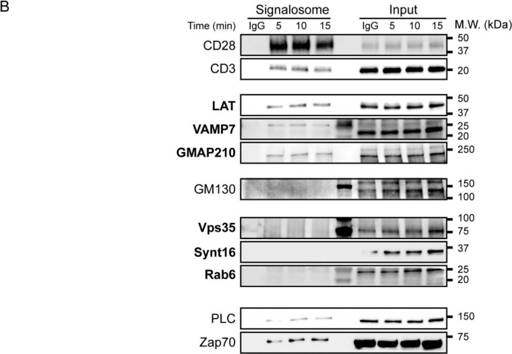 Western Blot VAMP-7 Antibody (158.2)