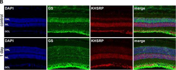 Immunocytochemistry/ Immunofluorescence KHSRP Antibody