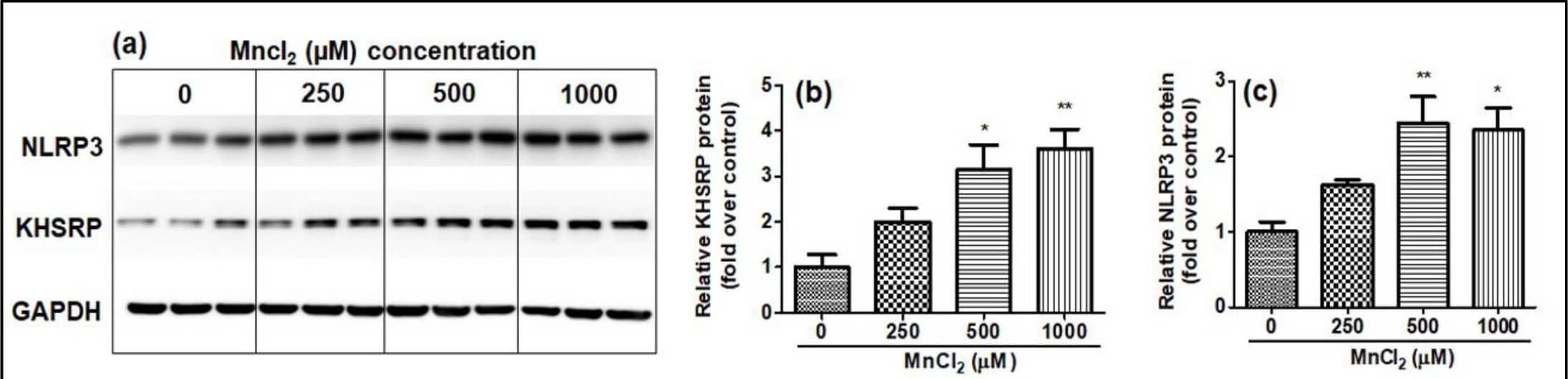 Western Blot KHSRP Antibody