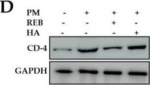 Western Blot CD4 Antibody - BSA Free