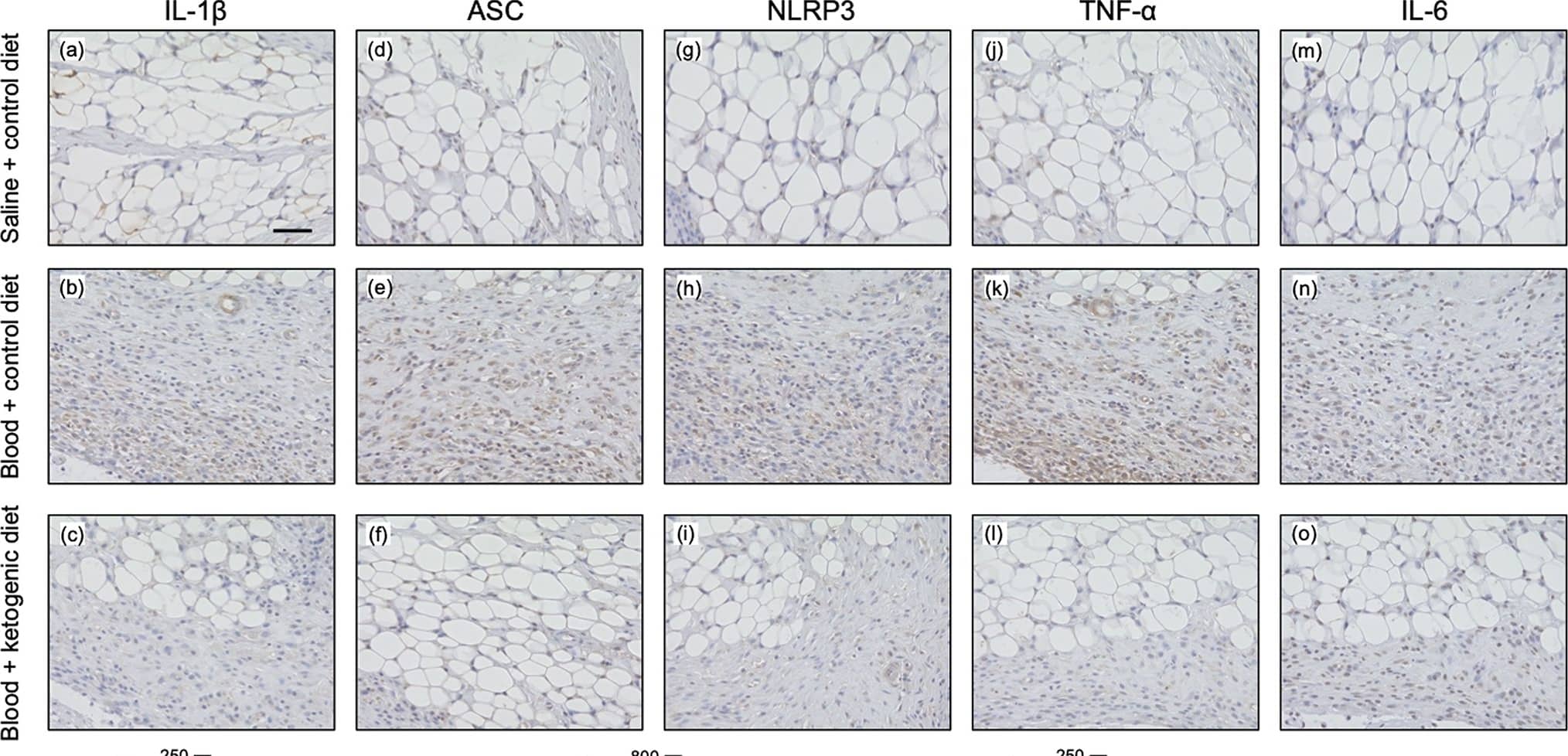 Immunohistochemistry TNF-alpha Antibody - BSA Free