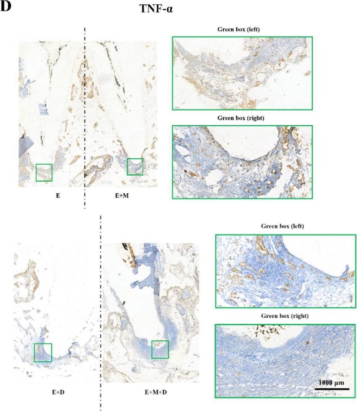 Immunohistochemistry TNF-alpha Antibody - BSA Free