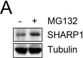 Western Blot DEC2/SHARP1 Antibody - BSA Free