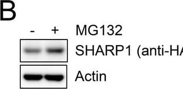 Western Blot DEC2/SHARP1 Antibody - BSA Free