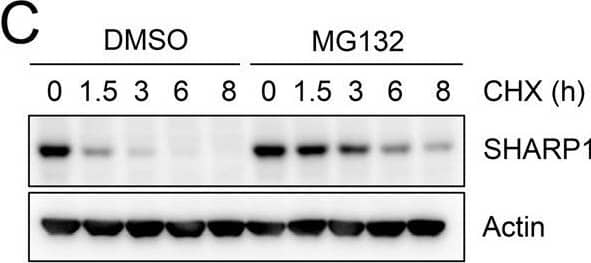 Characterization of SHARP1 degradation.A, B Parental MDA-MB231 cells A or MDA-MB231 cells stably expressing HA-tagged SHARP1 B were treated with the proteasome inhibitor MG132 for 6 hours. Cells were lysed and whole-cell extracts were subjected to immunoblotting with antibodies for the indicated proteins. C MDA-MB231 cells were treated with cycloheximide (CHX) with or without the proteasome inhibitor MG132, collected at the indicated times, and lysed. Whole-cell extracts were subjected to immunoblotting with the indicated antibodies. D The graph represents the quantification of SHARP1 levels (shown in C) normalized to the Actin loading control. E Cells were transfected with an empty vector (EV) or FLAG-tagged CUL1 dominant-negative mutants (CUL1-N252 or CUL1-N385) along with HA-tagged SHARP1 or HA-tagged  beta -catenin. Cells were collected and lysed. Whole-cell extracts were analyzed by immunoblotting with the indicated antibodies. F Cells were transfected with a siRNA targeting both  beta TrCP1 and  beta TrCP2 or a control siRNA and treated with cycloheximide (CHX) for the indicated times. Cells were lysed and whole-cell extracts were analyzed by immunoblotting with the indicated antibodies. G The graph represents the quantification of SHARP1 levels (shown in F) normalized to the Actin loading control. Image collected and cropped by CiteAb from the following open publication (//pubmed.ncbi.nlm.nih.gov/37938564), licensed under a CC-BY license. Not internally tested by Novus Biologicals.