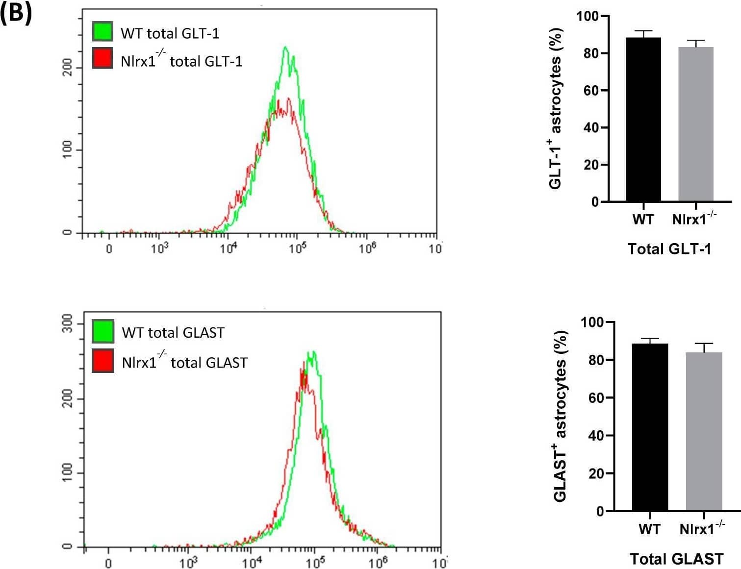 mRNA and protein expression of GLT-1 and GLAST in astrocytes. (A) mRNA expression of GLT-1 and GLAST is significantly upregulated in Nlrx1-/- astrocytes compared to WT (n = 5). ** p  0.05 as determined by Mann–Whitney test, results are presented as mean +/- SEM. Image collected and cropped by CiteAb from the following open publication (//pubmed.ncbi.nlm.nih.gov/31052241), licensed under a CC-BY license. Not internally tested by Novus Biologicals.