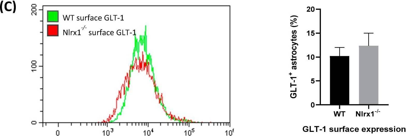 mRNA and protein expression of GLT-1 and GLAST in astrocytes. (A) mRNA expression of GLT-1 and GLAST is significantly upregulated in Nlrx1-/- astrocytes compared to WT (n = 5). ** p  0.05 as determined by Mann–Whitney test, results are presented as mean +/- SEM. Image collected and cropped by CiteAb from the following open publication (//pubmed.ncbi.nlm.nih.gov/31052241), licensed under a CC-BY license. Not internally tested by Novus Biologicals.