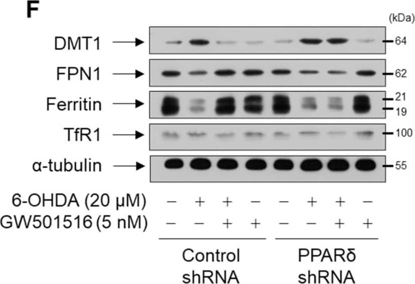 Western Blot: Ferroportin/SLC40A1 Antibody - BSA Free [NBP1-21502] - PPARδ knockdown abrogated the effects of GW501516 on 6-OHDA-triggered protein levels of DMT1, FPN1, & Ferritin, & mRNA expression of DMT1. Cells stably expressing shRNA targeting scrambled sequences or PPARδ were pretreated with DMSO or GW501516 for 8 h, & subsequently incubated with or without 6-OHDA for 16 h. Total RNA & protein were extracted, & levels of mRNA & protein were analyzed by real-time PCR (A–E) & Western blot (F). RPS18 &  alpha -tubulin were used as internal controls for real-time PCR & Western blot, respectively. Results are expressed as means of triplicate ± SE (A–D). * p < 0.05, ** p < 0.01 relative to untreated group; #p < 0.05 relative to 6-OHDA-treated group. Image collected & cropped by CiteAb from the following publication (//pubmed.ncbi.nlm.nih.gov/35624674), licensed under a CC-BY license. Not internally tested by Novus Biologicals.