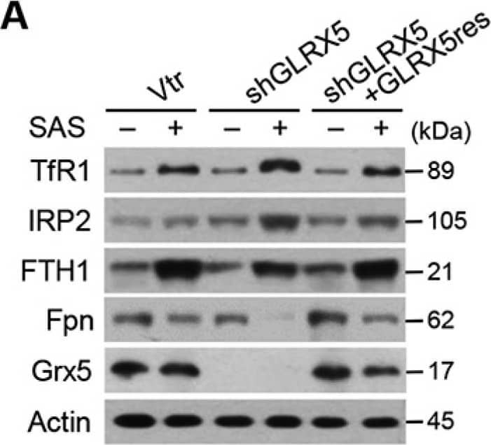 Western Blot: Ferroportin/SLC40A1 Antibody - BSA Free [NBP1-21502] - Inhibition of GLRX5 upregulates an iron-starvation response. (A-D) Protein & mRNA expression of (TfR1, TFRC), iron regulatory protein (IRP2, IREB2), ferritin (FTH1) & ferroportin (Fpn, SLC40A1) genes in HN4R cells stably transduced with a vector or shGLRX5 & GLRX5res, which were subjected to 1 mM SAS treatment for 24 h. (E-H) Aconitase &  alpha -ketoglutarate dehydrogenase ( alpha KGDH) activities, immunoblots, & cell death of HN4R cells stably transduced with a vector control or shGLRX5 & resistant GLRX5 cDNA (GLRX5res) wild type (WT) or catalytically inactive mutant cDNA (K101Q). The error bars represent standard errors from three replicates. ** P < 0.01 between the different groups treated with SAS. Image collected & cropped by CiteAb from the following publication (//pubmed.ncbi.nlm.nih.gov/32685019), licensed under a CC-BY license. Not internally tested by Novus Biologicals.