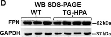 Western Blot: Ferroportin/SLC40A1 Antibody - BSA Free [NBP1-21502] - Transgenic mice overexpressing heparanase have increased ferritin-iron & ferritin protein content in the liver.(A & B) Western blot of liver extracts from WT & TG-HPA mice (A) for ferritin L-chain (FTL) subunits in SDS-PAGE with GAPDH as calibrator & (B) for assembled ferritin in non-denaturing PAGE. (C) Prussian blue stain of non-denaturing PAGE loaded with 50 ug protein, before (upper) & after enhancing with DAB & H2O2 (lower). rFTL is control purified recombinant mouse FTL. (D) Western blot of Ferroportin (FPN) & (E) of Transferrin Receptor1 (TfR1) & their respective GAPDH as calibrator. Densitometry data were obtained from 3 independent experiments. Image collected & cropped by CiteAb from the following publication (//pubmed.ncbi.nlm.nih.gov/27711215), licensed under a CC-BY license. Not internally tested by Novus Biologicals.