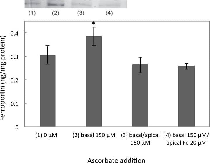 Western Blot: Ferroportin/SLC40A1 Antibody - BSA Free [NBP1-21502] - Sodium ascorbate (150 μM) was added to the apical and/or basal medium of Caco-2 cells cultured on permeable Transwell® inserts. Ferroportin protein expression was measured with ELISA. Data are means ± SD, n = 12. Significant differences from the baseline (0 μM) are labeled with an asterisk (*). A western blot of ferroportin at the corresponding treatments is shown above the graph. Image collected & cropped by CiteAb from the following publication (//www.mdpi.com/2072-6643/6/1/249), licensed under a CC-BY license. Not internally tested by Novus Biologicals.