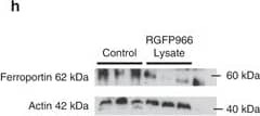 Western Blot: Ferroportin/SLC40A1 Antibody - BSA Free [NBP1-21502] - Analysis of Cu & Fe content & metal-binding protein expression in wild-type & PrPC-null mouse total brain at different ages. (A) The graph shows the ratio of Cu & Fe levels in Prnp0/0 & Prnp+/+ brain samples (P1, P365 N = 4; P7, P30, P180 N = 6; P90 N = 5). (B) Representative Western blot images showing metal-binding protein levels in Prnp0/0 & Prnp+/+ brain samples (N = 4). The constant level of the housekeeping proteins ( beta -III Tubulin &  beta -Actin) are also reported. (C) The graph shows the up- or down-regulation of protein expression in Prnp0/0 samples compared to Prnp+/+, i.e., (Prnp0/0 protein OD/housekeeping OD)/(Prnp+/+ protein OD/housekeeping OD). All error bars indicate SD; N = 4 minimum; *p  0.05 Image collected & cropped by CiteAb from the following publication (//pubmed.ncbi.nlm.nih.gov/28864822), licensed under a CC-BY license. Not internally tested by Novus Biologicals.