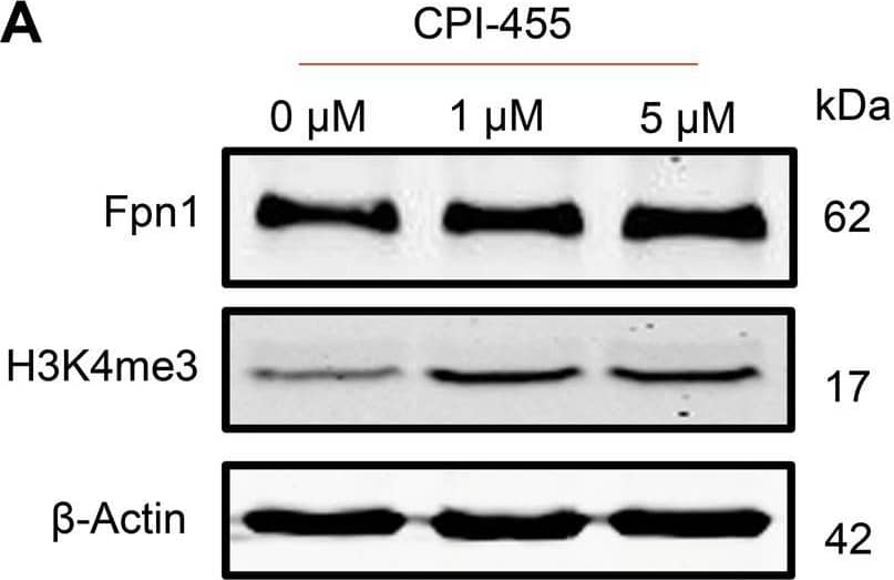 Western Blot: Ferroportin/SLC40A1 Antibody - BSA Free [NBP1-21502] - Upregulation of H3K4me3 increases iron exporter Fpn1 & exhibits neuroprotection.a, b CPI-455 treatment (24 h) increased the protein level of H3K4me3 & Fpn1 in SH-SY5Y cells. c MTT assay showed CPI-455 showed neuroprotection against the toxicity of 6-OHDA in SH-SY5Y cells. d–g SH-SY5Y cells were infected by AAV-KDM5C-silencing virus, & KDM5C was significantly decreased at the mRNA level as reflected by RT-PCR d & at the protein level by Western blot e, f. In addition, Fpn1 & H3K4me3 were increased in AAV-KDM5C-silencing virus infected cells e, f. Moreover, g silencing KDM5C showed a slight neuroprotection against 6-OHDA-induced PD model in SH-SY5Y cells. *P < 0.05; **P < 0.01; ***P < 0.001. Data are presented as mean ± SEM. n = 3–4 for each group in Western blot & n = 5 for each group in MTT assay. Image collected & cropped by CiteAb from the following publication (//pubmed.ncbi.nlm.nih.gov/33116116), licensed under a CC-BY license. Not internally tested by Novus Biologicals.