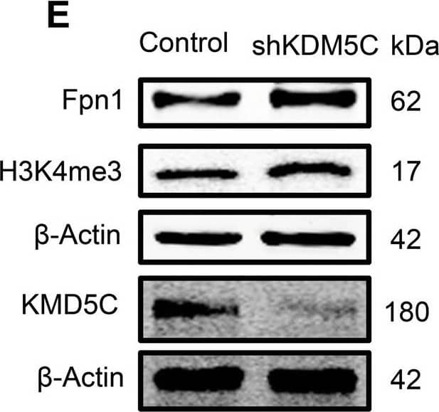 Western Blot: Ferroportin/SLC40A1 Antibody - BSA Free [NBP1-21502] - Upregulation of H3K4me3 increases iron exporter Fpn1 & exhibits neuroprotection.a, b CPI-455 treatment (24 h) increased the protein level of H3K4me3 & Fpn1 in SH-SY5Y cells. c MTT assay showed CPI-455 showed neuroprotection against the toxicity of 6-OHDA in SH-SY5Y cells. d–g SH-SY5Y cells were infected by AAV-KDM5C-silencing virus, & KDM5C was significantly decreased at the mRNA level as reflected by RT-PCR d & at the protein level by Western blot e, f. In addition, Fpn1 & H3K4me3 were increased in AAV-KDM5C-silencing virus infected cells e, f. Moreover, g silencing KDM5C showed a slight neuroprotection against 6-OHDA-induced PD model in SH-SY5Y cells. *P < 0.05; **P < 0.01; ***P < 0.001. Data are presented as mean ± SEM. n = 3–4 for each group in Western blot & n = 5 for each group in MTT assay. Image collected & cropped by CiteAb from the following publication (//pubmed.ncbi.nlm.nih.gov/33116116), licensed under a CC-BY license. Not internally tested by Novus Biologicals.