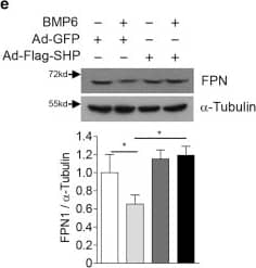 Western Blot: Ferroportin/SLC40A1 Antibody - BSA Free [NBP1-21502] - SHP abrogates the BMP6 effect on iron metabolism through inhibition of hepcidin gene expression in mice.(a–d) C57/BL6 mice were injected with Ad-GFP (n = 4 per group, 5.9 × 109 pfu) or Ad-Flag-SHP (n = 5 per group, 5.9 × 109 pfu) via the tail-vein, & treated with Vehicle or BMP6 (500 μg/kg, i.p.) for 6 h at day 5 after the infection. (a) Serum iron level. (b) Q-PCR analysis showing hepcidin & SHP mRNA levels in liver. (c) Serum hepcidin levels. (d) Western blot analysis showing SMAD1/5/8 phosphorylation & SHP expression in liver. (e) Western blot analysis showing FPN expression in spleen (top). Graphical representation showing FPN expression (bottom). Data are presented as means ± SD. Arrows show locations of molecular weight markers. The western blot images were cropped with a grey cropping line. All gels for western blot analysis were run under the same experimental conditions. **P < 0.01, ***P < 0.001 by two-tailed Student t-test. Image collected & cropped by CiteAb from the following publication (//www.nature.com/articles/srep34630), licensed under a CC-BY license. Not internally tested by Novus Biologicals.