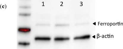 Western Blot: Ferroportin/SLC40A1 Antibody - BSA Free [NBP1-21502] - Iron (55Fe) transport across the apical & basal borders. (a) Apical transport (uptake) of 55Fe in response to intracellular/basal ascorbate (150 μM) was increased compared to no ascorbate. The cells were incubated with ascorbate in the basal chamber for 24 h. Values are means of 10 samples ±SD. The difference between treatments was significant (p = 0.04). (b) Basolateral transport of iron (as 55Fe) in response to intracellular/basal ascorbate (150 μM) was increased compared to no ascorbate. The cells were incubated with ascorbate in the basal chamber for 24 h. Values are means of 10 samples ±SD. The difference between treatments was significant (p = 0.03). (c) Western Blot of cells treated with ascorbate (150 μM). Lane 1: Control cells (no treatment). Lane 2: Basal ascorbate at 150 μM; these were the ferroportin levels before iron addition in (a). Lane 3: Ferroportin levels 22 h after the iron addition (20 μM for 2 h) in (a). Image collected & cropped by CiteAb from the following publication (//www.mdpi.com/2072-6643/6/1/249), licensed under a CC-BY license. Not internally tested by Novus Biologicals.