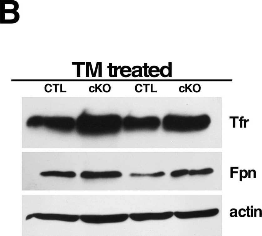 Western Blot: Ferroportin/SLC40A1 Antibody - BSA Free [NBP1-21502] - Htt elimination disrupts brain iron homeostasis.(A) Representative photographs of immunohistochemical staining for ferritin light chain (Ft). Left panels: cerebella of 21mo CTL noTM & 18mo cKO TM@3mo; middle panels: thalami of 12mo CTL TM@9mo & 12mo cKO TM@9mo; right panels: striata of 21mo CTL noTM & 18mo cKO TM@3mo. Note that Ft levels are already extremely reduced in the thalamus 3 months after Htt elimination (middle panels), & that Ft expression is practically abolished in the cerebellum in the absence of Htt (left panels). (B) Representative western blots of Tfr & Fpn protein expression in 10 month-old brains from CTL & cKO mice TM-treated at 6 months of age. Antibody against actin was used as internal control for loading. Note that Tfr & Fpn levels are increased in TM-treated cKO compared to controls. (C) Quantification of Tfr & Fpn expression levels. Western blots of total protein extracts from 10 month-old brains CTL (n = 5) & cKO (n = 5) TM-treated at 6 months of age were probed with anti-Tfr or anti-Fpn, stripped & re-probed with anti-actin antibody. Bands intensities were quantitated using Image J. Tfr & Fpn levels were normalized over actin levels. Values represent mean relative to controls ± SD (***P<0.001, Student’s t-test). Image collected & cropped by CiteAb from the following publication (//dx.plos.org/10.1371/journal.pgen.1006846), licensed under a CC-BY license. Not internally tested by Novus Biologicals.