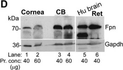 Immunocytochemistry/ Immunofluorescence: Ferroportin/SLC40A1 Antibody - BSA Free [NBP1-21502] - Expression of iron modulating proteins in the cornea & ciliary body.(A) Probing of lysates from bovine cornea (Cor) & CB for Cp, TfR, Tf, & ferritin shows the expression of all of these proteins in both samples (lanes 1–4). Deglycosylation results in faster migration of Cp, TfR, & Tf on SDS-PAGE, indicating the presence of glycans (lanes 2 & 4). AH & the vitreous show abundant presence of Cp & Tf, both of which migrate faster upon deglycosylation (lanes 7 & 9). No reactivity for TfR or ferritin is detected in these samples (lanes 6–9). Human brain lysate was processed in parallel as a positive control (lane 5). Gapdh served as a loading control. (Cor: cornea; Ft: ferritin). (B) Relative distribution of iron modulating proteins within each tissue shows higher expression of TfR relative to Cp & ferritin in the cornea, & higher levels of Cp relative to the TfR & ferritin in the CB. (C) Quantitative comparison of protein expression by densitometry shows significantly higher levels of ferritin & Cp, & lower levels of TfR in the CB relative to the cornea. All values were normalized to Gapdh that provided the loading control. Values represent fold change ± SEM of the indicated n. (D) Probing of Western blots of bovine cornea & CB for Fpn revealed increased expression of Fpn (3.2 fold) in CB relative to the cornea (lanes 1–4). Lysates from human brain & bovine retina were analyzed in parallel as controls (lanes 5 & 6). Gapdh served as a loading control. (E) Quantification by densitometry shows 3.2 fold higher levels of Fpn in the CB relative to the cornea. Values are mean + SEM of the indicated n. **p < 0.01. The full images of the cropped blots have been provided in the Supplementary Data. Image collected & cropped by CiteAb from the following publication (//pubmed.ncbi.nlm.nih.gov/29859760), licensed under a CC-BY license. Not internally tested by Novus Biologicals.