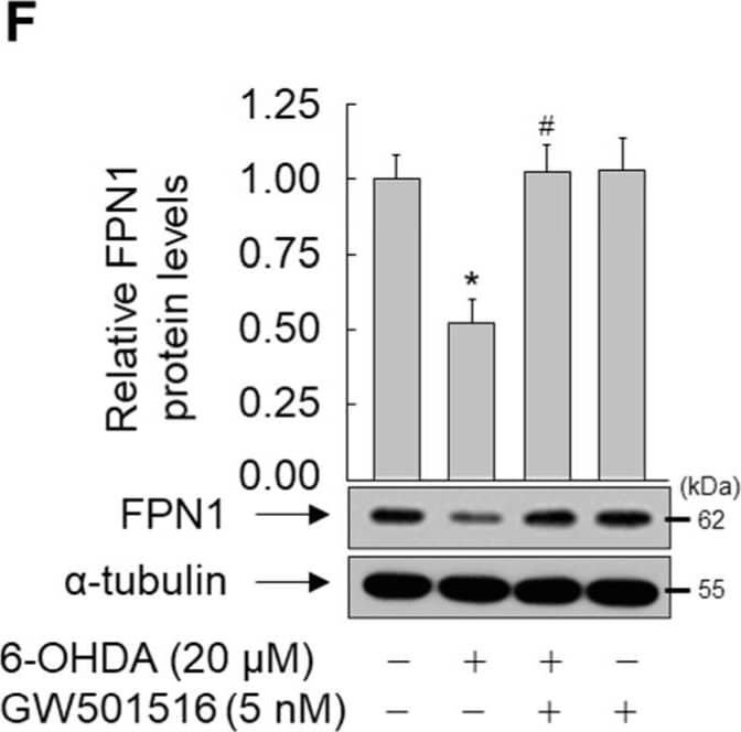 Western Blot: Ferroportin/SLC40A1 Antibody - BSA Free [NBP1-21502] - GW501516 activation of PPARδ regulates 6-OHDA-triggered expression of level of DMT1 & FPN1 protein, & DMT1 mRNA, but not FPN1 mRNA. (A) Cells were treated with 6-OHDA for the indicated durations. (B,C) Cells pretreated with DMSO or GW501516 for 8 h were incubated with or without 6-ODHA for 16 h. (D) Cells were treated with GW501516 for the indicated durations. (E,F) Cells pretreated with DMSO or GW501516 for 8 h were incubated with or without 6-ODHA for 16 h. Total RNA & protein were extracted, & mRNA & protein levels were analyzed by real-time PCR (A,B,D,E) & Western blot (C,F), respectively. RPS18 &  alpha -tubulin were used as internal controls for real-time PCR & Western blot, respectively. Results are expressed as means ± SE (n = 3). An image analyzer was used to quantify band intensity of Western blot, & the ratio of protein to  alpha -tubulin is indicated above each lane. * p < 0.05, ** p < 0.01 relative to the untreated group; #p < 0.05, ##p < 0.01 relative to the 6-OHDA-treated group. Image collected & cropped by CiteAb from the following publication (//pubmed.ncbi.nlm.nih.gov/35624674), licensed under a CC-BY license. Not internally tested by Novus Biologicals.