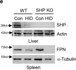 Western Blot: Ferroportin/SLC40A1 Antibody - BSA Free [NBP1-21502] - SHP deficiency alters hepcidin gene expression in liver of HID mice.(a–i) WT & SHP KO mice (n = 5 per group) were fed with high-iron diet (HID, 8 g/kg) for 3 weeks. (a) Serum iron level. (b) Hepcidin mRNA level in liver. (c) Hepcidin expression in mouse liver. IHC was performed using an antibody against hepcidin. Scale bar shows 50 μm. (d) Serum hepcidin level. (e) Western blot analysis (left panel) showing hepatic SHP & splenic FPN expression & graphical representation (right panel) showing splenic FPN expression. (f) Splenic iron level. (g) Perls’ prussian blue staining in spleen. Scale bar shows 200 μm. (h) BMP6 & BMP9 mRNA levels in liver. (i) Western blot analysis (top) & graphical representation (bottom) showing SMAD1/5/8 phosphorylation in liver. The grouping of the images is from different parts of the same gel. Data are presented as means ± SD. Arrows show locations of molecular weight markers. The experiment was repeated on a minimum of three separate occasions. The western blot images were cropped with a grey cropping line. All gels for western blot analysis were run under the same experimental conditions. *P < 0.05, **P < 0.01, ***P < 0.001 by two-tailed Student t-test. Image collected & cropped by CiteAb from the following publication (//www.nature.com/articles/srep34630), licensed under a CC-BY license. Not internally tested by Novus Biologicals.