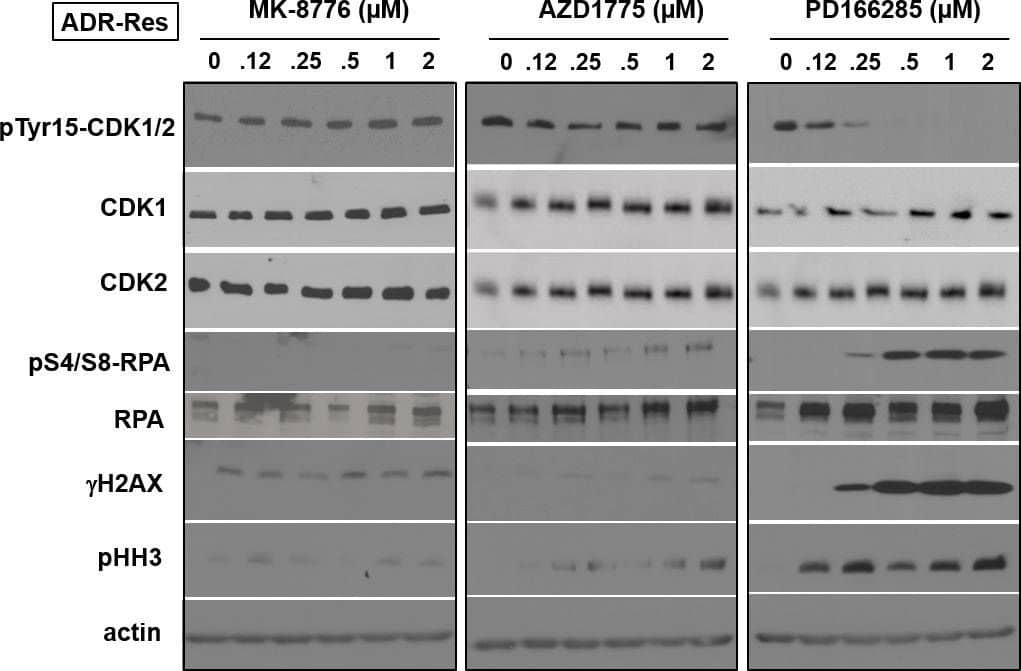 Mechanism of resistance of ADR-Res cells to MK-8776ADR-Res cells were incubated with the indicated concentrations of either MK-8776, AZD1775 or PD166285 for 6 h, then analyzed by western blotting. These cells were only sensitive to PD166285 and only showed increased  gamma H2AX and pHH3 at concentrations that inhibited pY15-CDK1/2. Image collected and cropped by CiteAb from the following open publication (//pubmed.ncbi.nlm.nih.gov/26595527), licensed under a CC-BY license. Not internally tested by Novus Biologicals.