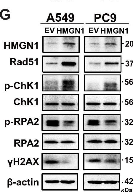 Impact of HMGN1 knockdown on DNA damage response in lung adenocarcinoma. (A) Pearson correlation analysis showing the correlation between HMGN1 expression and RAD51 expression in LUAD. (B, C) RT–qPCR analysis of HMGN1 silencing in A549 and PC9 cells and its effect on RAD51 expression. (D, E) Western blot analysis of Rad51, p-RPA2,  gamma H2AX and p-Chk1 proteins following HMGN1 depletion. (F) RT–qPCR analysis of RAD51 expression upon ectopic expression of HMGN1. (G) Western blot analysis of Rad51, p-RPA2,  gamma H2AX and p-Chk1 proteins following HMGN1 overexpression. (G) Quantification of Gamma-H2AX fluorescence foci from three experiments shown as mean +/- SD. *p < 0.05, **p < 0.01,***p < 0.001, ns: not statistically significant. Image collected and cropped by CiteAb from the following open publication (//www.nature.com/articles/s41598-024-60352-8), licensed under a CC-BY license. Not internally tested by Novus Biologicals.