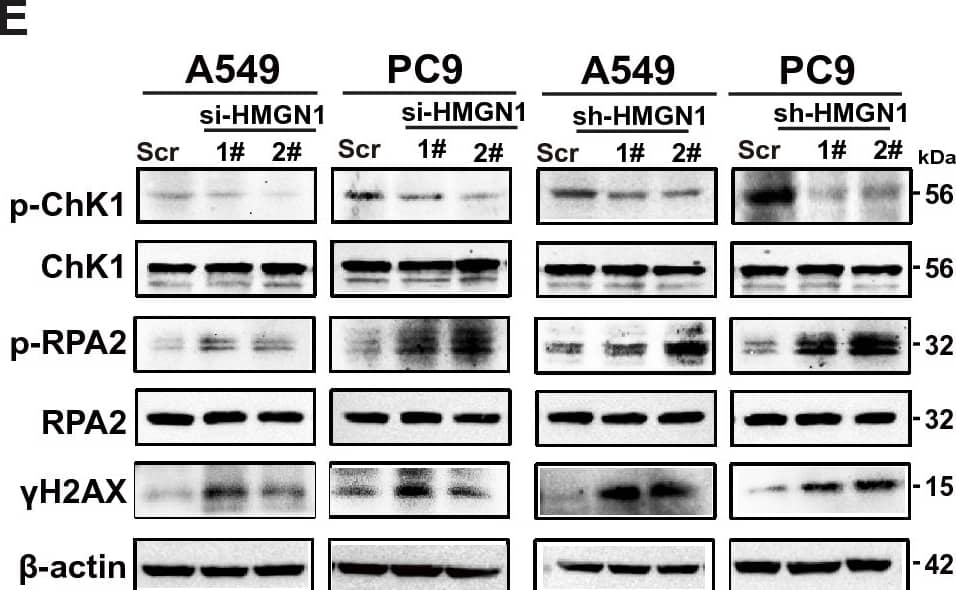 Impact of HMGN1 knockdown on DNA damage response in lung adenocarcinoma. (A) Pearson correlation analysis showing the correlation between HMGN1 expression and RAD51 expression in LUAD. (B, C) RT–qPCR analysis of HMGN1 silencing in A549 and PC9 cells and its effect on RAD51 expression. (D, E) Western blot analysis of Rad51, p-RPA2,  gamma H2AX and p-Chk1 proteins following HMGN1 depletion. (F) RT–qPCR analysis of RAD51 expression upon ectopic expression of HMGN1. (G) Western blot analysis of Rad51, p-RPA2,  gamma H2AX and p-Chk1 proteins following HMGN1 overexpression. (G) Quantification of Gamma-H2AX fluorescence foci from three experiments shown as mean +/- SD. *p < 0.05, **p < 0.01,***p < 0.001, ns: not statistically significant. Image collected and cropped by CiteAb from the following open publication (//www.nature.com/articles/s41598-024-60352-8), licensed under a CC-BY license. Not internally tested by Novus Biologicals.