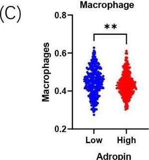Correlational analysis of adropin level with local macrophages in CRC. Correlation study of adropin with CD68, ARG1, or iNOS in tumor foci (A) or stromal cells (B). (C) Comparison of infiltrated macrophages between high and low ENHO transcriptions. (D) Correlation study of GPR19 with adropin in foci and stroma. (E) Correlation study of GPR19 with CD68, ARG1, or iNOS. Double staining of adropin and CD68, ARG1, iNOS, or PD-L1 (F) and statistics (G). Double staining of GPR19 and CD68, ARG1, iNOS, or PD-L1 (H) and statistics (I). ns, no significance; *, P < 0.05; **, P < 0.01; ***, P < 0.001 Image collected and cropped by CiteAb from the following open publication (//pubmed.ncbi.nlm.nih.gov/37904094), licensed under a CC-BY license. Not internally tested by Novus Biologicals.