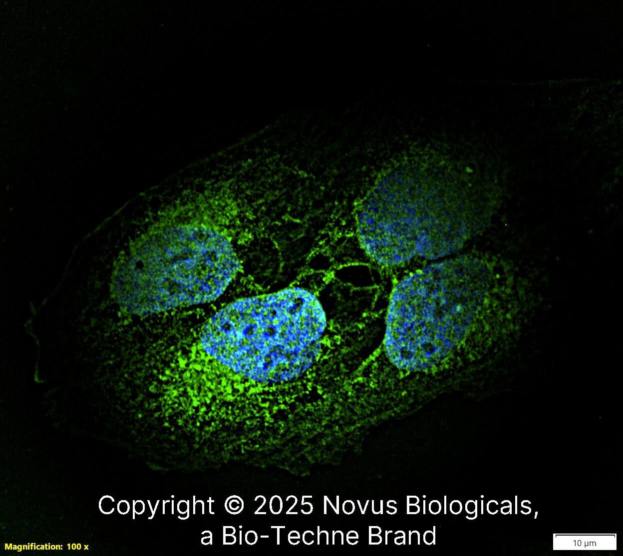 EDIL3/DEL1was detected in immersion fixed U-2 OS human osteosarcoma cell line using Rabbit anti-EDIL3/DEL1Antigen Affinity Purified Polyclonal Antibody conjugated to Alexa Fluor® 488 (Catalog # NBP1-28632AF488) (green) at 10 µg/mL overnight at 4C. Cells were counterstained with DAPI (blue). Cells were imaged using a 100X objective and digitally deconvolved. 