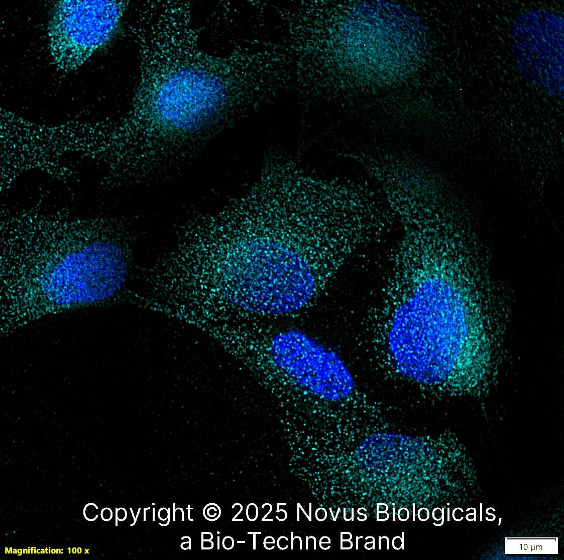 EDIL3/DEL1was detected in immersion fixed U-2 OS human osteosarcoma cell line using Rabbit anti-EDIL3/DEL1Antigen Affinity Purified Polyclonal Antibody conjugated to Alexa Fluor® 647 (Catalog # NBP1-28632AF647) (light blue) at 10 µg/mL overnight at 4C. Cells were counterstained with DAPI (blue). Cells were imaged using a 100X objective and digitally deconvolved. 
