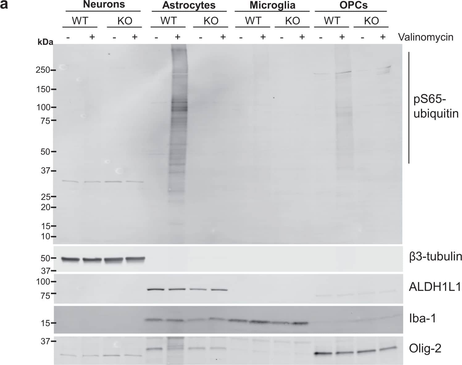 Western analysis of cell lysates.a Western analysis of primary neurons, astrocytes, microglia, and OPCs derived from WT and PINK1 KO rats. Cultured cells were treated with 100 nM valinomycin or DMSO control for 4 h at 37 C, then harvested for western analysis. Ten micrograms of cell lysate protein was loaded in each lane, resolved by SDS-PAGE, transferred to PVDF membrane, and blotted using anti-pS65-Ub antibody. The same membrane was re-probed using the antibodies indicated on the lower panels as markers for neurons ( beta 3-tubulin), astrocytes (ALDH1L1), microglia (Iba-1), and OPCs (Olig-2). b Mean +/− SEM pS65-Ub level measured by densitometry of western blot membranes from four independent experiments. (Four asterisks (****) indicate significantly different from all other groups by ANOVA followed by Tukey’s multiple comparisons test p < 0.001; hash (#) indicates significantly different from all other groups except valinomycin-treated WT and KO neurons and microglia, as well as DMSO-treated WT astrocytes p < 0.05). c Mean +/− SEM total ubiquitin levels from the same four membranes. d Mean +/− SEM pS65-Ub level normalized to the total ubiquitin level in each lane (Four asterisks (****) indicate significantly different from all other groups p < 0.0001; asterisk (*) indicates p < 0.05). Image collected and cropped by CiteAb from the following open publication (//pubmed.ncbi.nlm.nih.gov/31840043), licensed under a CC-BY license. Not internally tested by Novus Biologicals.