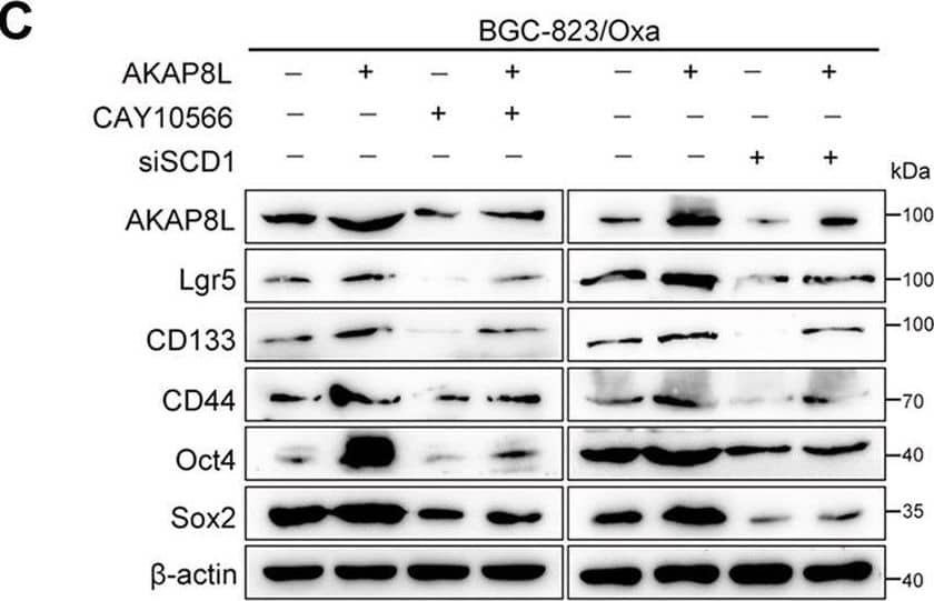 SCD1 mediates the effects of AKAP8L on GC cell stemness and chemoresistance.SCD1 siRNA was transiently transfected to AKAP8L overexpressing cells. SCD1 inhibitor (CAY10566) was added into AKAP8L overexpressing cells. A Representative images of spheroids in the SCD1 inhibitor, AKAP8L, AKAP8L/SCD1 inhibitor and the control groups. B, C qPCR and Western blot assays showed the stemness-related gene expression induced by AKAP8L/CAY10566 or AKAP8L/si-SCD1. D Cell viability was measured by MTT in four groups after the treatments of Oxa. E Representative images of flow cytometry showed the percentage of apoptotic cells in four groups after the treatments of Oxa. F Western blot analysis of cleaved-caspase 3 and cleaved-PAPR induced by AKAP8L/CAY10566 or AKAP8L/si-SCD1. Scale bar indicates 50 μm. The values indicate the mean +/- SD of three independent experiments. *P < 0.05, **P < 0.01, ***P < 0.001. Image collected and cropped by CiteAb from the following open publication (//pubmed.ncbi.nlm.nih.gov/36522343), licensed under a CC-BY license. Not internally tested by Novus Biologicals.