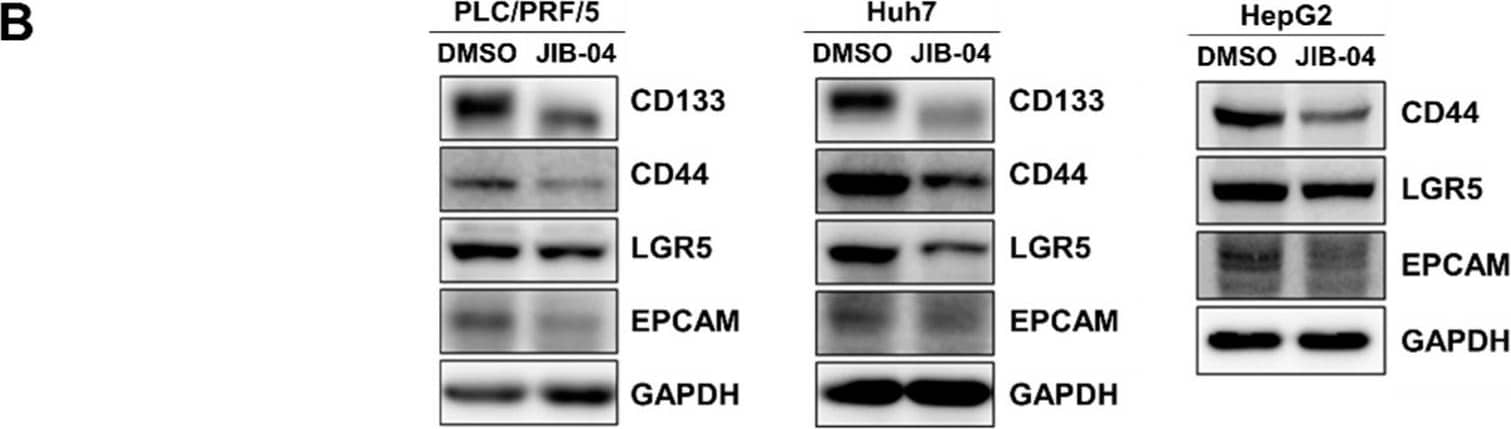 The expression levels of CSC markers in HCC cells are decreased by JIB-04. (A) The mRNA expression of cancer stem cell marker genes was analyzed using qRT-PCR in PLC/PRF/5, Huh7, and HepG2 cultures after treatment with DMSO (control), 6 μM JIB-04, or 4 μM TSA (positive control) for 24 h. All data are normalized to GAPDH and plotted relative to the expression level in control cells. Data are represented as mean +/- SEM derived from triplicate measurements (n = 3); * p < 0.05, ** p < 0.01, and *** p < 0.001. (B) (Top panels) Protein levels of CD133, CD44, LGR5, and EpCAM in HCC cells after treatment with 6 μM JIB-04 for 48 h were confirmed with Western blot analysis. GAPDH was used as a loading control. (Bottom panels) Quantification based on densitometry of Western blotting data from top panels in (B). All data are normalized to GAPDH. Data are represented as mean +/- SEM of triplicate measurements; * p < 0.05 and ** p < 0.01. Image collected and cropped by CiteAb from the following open publication (//pubmed.ncbi.nlm.nih.gov/35887001), licensed under a CC-BY license. Not internally tested by Novus Biologicals.
