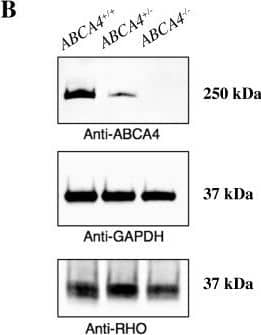 Western Blot: ABCA4 Antibody (3F4) [NBP1-30032] - Characterization of ABCA4 mRNA expression & western blot analyses of ABCA4 protein levels in the canine retina.(A) Relative ABCA4 mRNA expression levels by quantitative RT-PCR in three different regions in three dogs with different genotypes (ABCA4+/+, ABCA4+/-, & ABCA4-/-), normalized to GAPDH expression. (B) Western blot analyses of ABCA4 (above), GAPDH (middle), & RHO (below) protein levels in retinal tissue of dogs with the three different genotypes. Image collected & cropped by CiteAb from the following publication (//pubmed.ncbi.nlm.nih.gov/30889179), licensed under a CC-BY license. Not internally tested by Novus Biologicals.