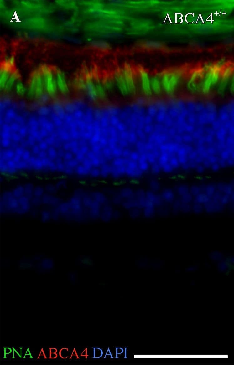 Immunocytochemistry/ Immunofluorescence: ABCA4 Antibody (3F4) [NBP1-30032] - Fluorescence histochemistry of ABCA4, cone photoreceptors, & autofluorescence in the canine retina.(A-C) Fluorescence micrographs showing ABCA4 expression (red), FITC-conjugated peanut agglutinin (PNA, green), & DAPI nuclear staining (blue) in wild-type (ABCA4+/+), heterozygous (ABCA4+/-), & affected (ABCA4-/-) retinas. PNA labels cone photoreceptors. Autofluorescence, indicative of lipofuscin accumulation, was seen in the ABCA4-/- RPE. (D) Bar graph with the average number of DAPI-stained nuclei within a given region of the ONL & the INL. (E-G) Fluorescence micrographs of RPE without immunohistochemistry show autofluorescence. (H) Bar graph with background-corrected mean autofluorescence-intensity in the RPE. Note the reduction of ABCA4-immunoreactivity & PNA binding, higher autofluorescence, & fewer nuclei in the ONL in the ABCA4-/- compared to ABCA4+/+ or ABCA4+/- retinas. All scale bars = 50 μm; RPE = retinal pigment epithelium; ONL = outer nuclear layer; INL = inner nuclear layer; Because there was only one individual per genotype, the statistics are valid for the technical replicates. ANOVA with Tukey’s post hoc test, n = 6; **P < 0.01; ***P < 0.001; mean ± S.D. Image collected & cropped by CiteAb from the following publication (//pubmed.ncbi.nlm.nih.gov/30889179), licensed under a CC-BY license. Not internally tested by Novus Biologicals.