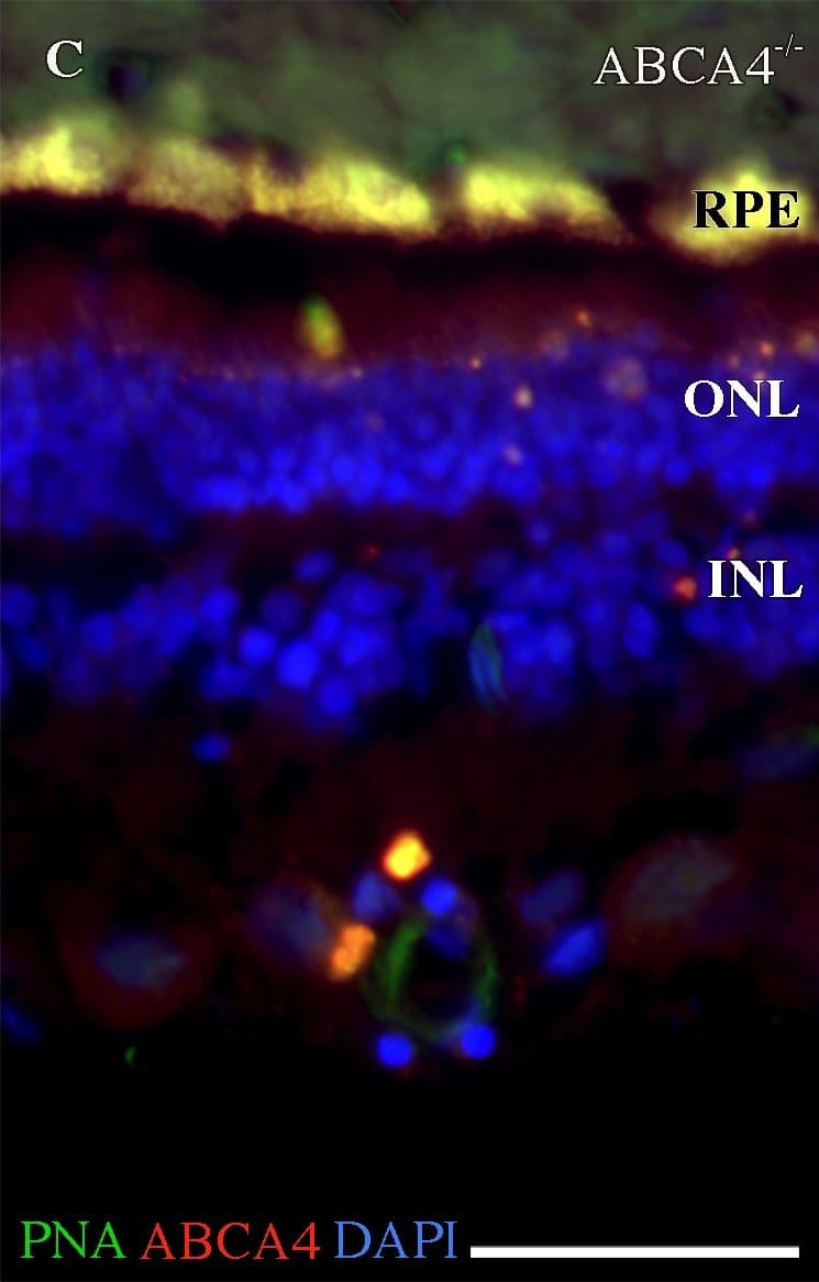 Immunocytochemistry/ Immunofluorescence: ABCA4 Antibody (3F4) [NBP1-30032] - Fluorescence histochemistry of ABCA4, cone photoreceptors, & autofluorescence in the canine retina.(A-C) Fluorescence micrographs showing ABCA4 expression (red), FITC-conjugated peanut agglutinin (PNA, green), & DAPI nuclear staining (blue) in wild-type (ABCA4+/+), heterozygous (ABCA4+/-), & affected (ABCA4-/-) retinas. PNA labels cone photoreceptors. Autofluorescence, indicative of lipofuscin accumulation, was seen in the ABCA4-/- RPE. (D) Bar graph with the average number of DAPI-stained nuclei within a given region of the ONL & the INL. (E-G) Fluorescence micrographs of RPE without immunohistochemistry show autofluorescence. (H) Bar graph with background-corrected mean autofluorescence-intensity in the RPE. Note the reduction of ABCA4-immunoreactivity & PNA binding, higher autofluorescence, & fewer nuclei in the ONL in the ABCA4-/- compared to ABCA4+/+ or ABCA4+/- retinas. All scale bars = 50 μm; RPE = retinal pigment epithelium; ONL = outer nuclear layer; INL = inner nuclear layer; Because there was only one individual per genotype, the statistics are valid for the technical replicates. ANOVA with Tukey’s post hoc test, n = 6; **P < 0.01; ***P < 0.001; mean ± S.D. Image collected & cropped by CiteAb from the following publication (//pubmed.ncbi.nlm.nih.gov/30889179), licensed under a CC-BY license. Not internally tested by Novus Biologicals.