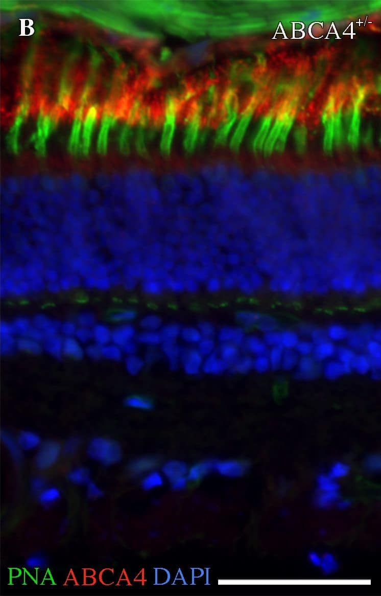 Immunocytochemistry/ Immunofluorescence: ABCA4 Antibody (3F4) [NBP1-30032] - Fluorescence histochemistry of ABCA4, cone photoreceptors, & autofluorescence in the canine retina.(A-C) Fluorescence micrographs showing ABCA4 expression (red), FITC-conjugated peanut agglutinin (PNA, green), & DAPI nuclear staining (blue) in wild-type (ABCA4+/+), heterozygous (ABCA4+/-), & affected (ABCA4-/-) retinas. PNA labels cone photoreceptors. Autofluorescence, indicative of lipofuscin accumulation, was seen in the ABCA4-/- RPE. (D) Bar graph with the average number of DAPI-stained nuclei within a given region of the ONL & the INL. (E-G) Fluorescence micrographs of RPE without immunohistochemistry show autofluorescence. (H) Bar graph with background-corrected mean autofluorescence-intensity in the RPE. Note the reduction of ABCA4-immunoreactivity & PNA binding, higher autofluorescence, & fewer nuclei in the ONL in the ABCA4-/- compared to ABCA4+/+ or ABCA4+/- retinas. All scale bars = 50 μm; RPE = retinal pigment epithelium; ONL = outer nuclear layer; INL = inner nuclear layer; Because there was only one individual per genotype, the statistics are valid for the technical replicates. ANOVA with Tukey’s post hoc test, n = 6; **P < 0.01; ***P < 0.001; mean ± S.D. Image collected & cropped by CiteAb from the following publication (//pubmed.ncbi.nlm.nih.gov/30889179), licensed under a CC-BY license. Not internally tested by Novus Biologicals.