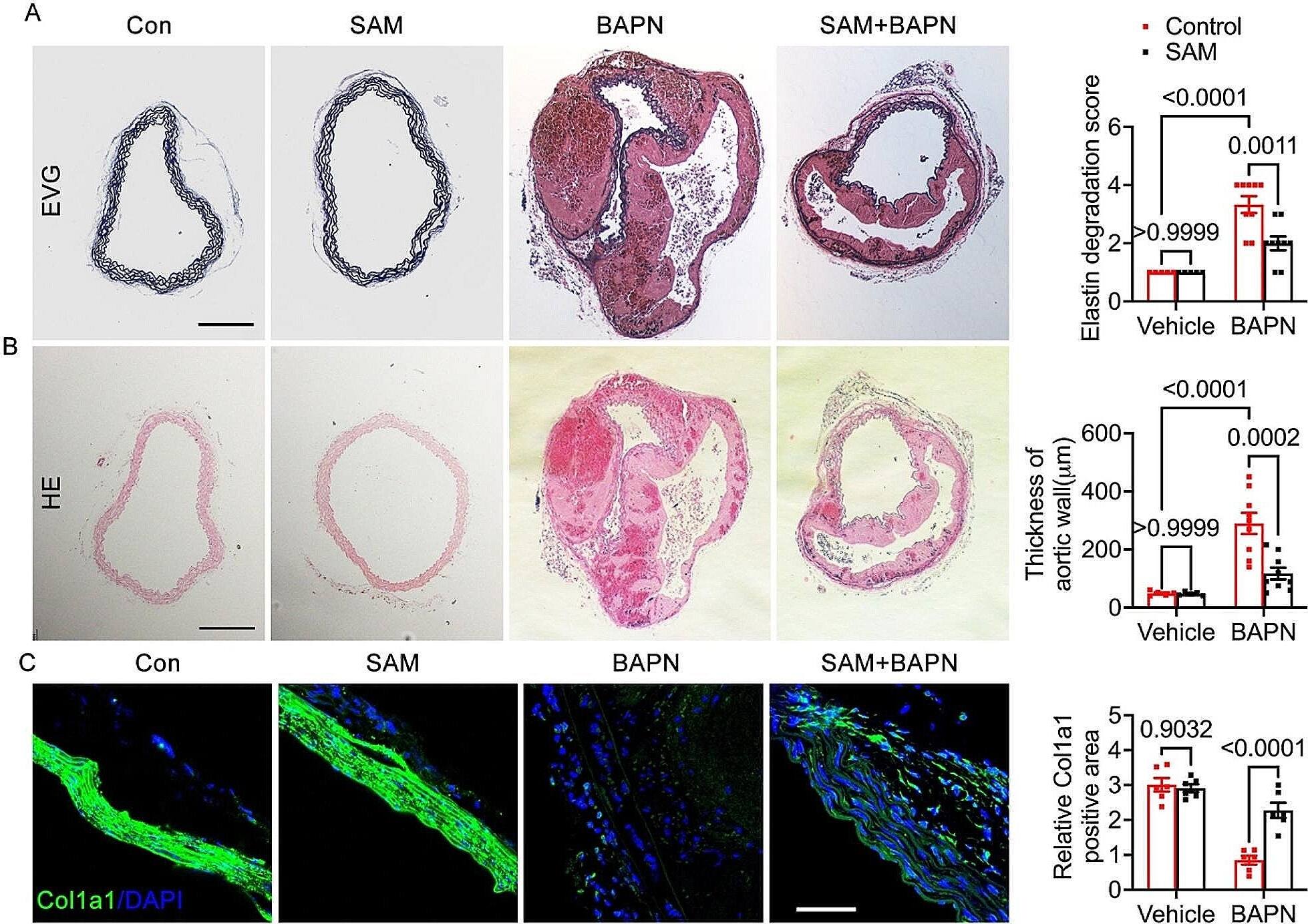 Pathological staining analysis of 28-day animal experiment induced by BAPN. (A), representative images from elastic van Gieson (EVG) staining, along with statistical analysis of elastin degradation. (B), representative images from hematoxylin and eosin (HE) staining are presented, accompanied by statistical analysis of aortic wall thickness. The scale bar for both panels (A) and (B) is 200 μm. (C), immunofluorescence staining of Col1a1, accompanied by quantitative analysis of the Col1a1 positive area in the vascular wall, scale bar 50 μm Image collected and cropped by CiteAb from the following open publication (//nutritionandmetabolism.biomedcentral.com/articles/10.1186/s12986-024-00837-5), licensed under a CC-BY license. Not internally tested by Novus Biologicals.