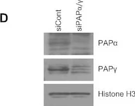 Western Blot PAPOLG Antibody