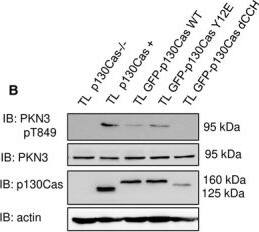 Western Blot: PKN3 Antibody [NBP1-30102] - PKN3 activity is important for stress fibers formation & is stimulated by the expression of p130Cas. (A) p130Cas−/−MEFs growing on FN‐coated cover slips were co‐transfected by GFP‐p130Cas & mCherry‐PKN3 fusion variant (WT, mPR, KD) or mCherry. After 48 h, cells were fixed & imaged by Leica TCS SP2 microscope (63×/1.45 oil objective). Stress fibers were visualized by Phalloidin (405) & focal adhesions by anti‐Paxillin staining (2nd 633). Representative images are shown. Scale bars represent 20 μm. (B) p130Cas−/−MEFs or p130Cas−/−MEFs re‐expressing p130Cas or transfected by GFP‐fused p130Cas variants (WT, YE, dCCH) were lysed in RIPA buffer, blotted to nitrocellulose membrane, & analyzed for endogenous PKN3 activity by antibody anti‐phosphoThr849 of PKN3 (pT849 PKN3). Expression of p130Cas mutants was verified by anti‐p130Cas antibody & loading by anti‐PKN3 & anti‐actin antibody. (C) Densitometric quantification of PKN3 activity (pT849 PKN3 phosphorylation). The effect of p130Cas re‐expression on PKN3 T849 phosphorylation was analyzed separately from the effect of transfected p130Cas mutants (indicated by a dotted line). Error bars indicate means ± SD from three independent experiments (four experiments for the left part). Statistical significance was evaluated by one‐way repeated ANOVA followed by Turkey's post hoc test (*P < 0.05; **P < 0.01). (D) Lysates or (E) immunoprecipitates (by Flag sepharose) from p130Cas−/−MEFs re‐expressing p130Cas & overexpressing PKN3 variants (WT, mPR, KD) were immunoblotted by anti‐PKN3, anti‐pT849 PKN3, & anti‐Akt antibodies (loading control). Image collected & cropped by CiteAb from the following publication (//pubmed.ncbi.nlm.nih.gov/30422386), licensed under a CC-BY license. Not internally tested by Novus Biologicals.