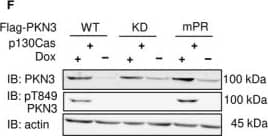 Western Blot: PKN3 Antibody [NBP1-30102] - PKN3 overexpression regulates growth of MEFs, & this effect requires PKN3–p130Cas interaction. (A) Immunoblotted lysates from MEFs p130Cas−/− or MEFs p130Cas−/− re‐expressing p130Cas (p130Cas+) treated by Doxycycline (Dox) to induce expression of mCherry‐PKN3 or mCherry alone. p130Cas presence detected by ani‐p130Cas antibody & mCherry epitope by anti‐mCherry antibody. (B) Dynamics of mCherry‐PKN3 expression after supplementation w/ Dox shown by immunoblot w/ anti‐mCherry antibody. (C–E) Effect of induced mCherry‐PKN3 expression on cell growth. Representative graphs showing growth of MEFs p130Cas−/− re‐expressing p130Cas (p130Cas+) (C) or MEFs p130Cas−/− (D) measured in real‐time using xCELLigence RTCA (real‐time cell analysis) system instrument. (E) Quantification of cell growth change induced by mCherry‐PKN3 expression (‘−’ indicates inducible mCherry expression used as negative control). Slope ratios reflecting cell growth calculated from log growth phase of cell growth (indicated by dotted lines; see C & D). (F) Immunoblotted lysates from MEFs p130Cas−/− re‐expressing p130Cas (p130Cas+) treated or not treated by Dox which induced expression of Flag‐fused PKN3 variants (WT, mPR, KD, empty vector). Stimulated overexpression of PKN3 detected by anti‐PKN3 antibody & its activity by antibody anti‐pT849 PKN3. (G) Quantification of cell growth change stimulated by Dox‐inducible expression of Flag‐fused PKN3 variants (WT, mPR, KD) in MEFs p130Cas−/− re‐expressing p130Cas (p130Cas+). All error bars indicate means ± SD calculated from 3 to 5 independent experiments (each in triplicates). Statistical significance always calculated between induced & noninduced cells & evaluated by one‐way repeated ANOVA followed by Turkey post hoc test (***P < 0.001). Image collected & cropped by CiteAb from following publication (//pubmed.ncbi.nlm.nih.gov/30422386), licensed under a CC-BY license. Not internally tested by Novus Biologicals.