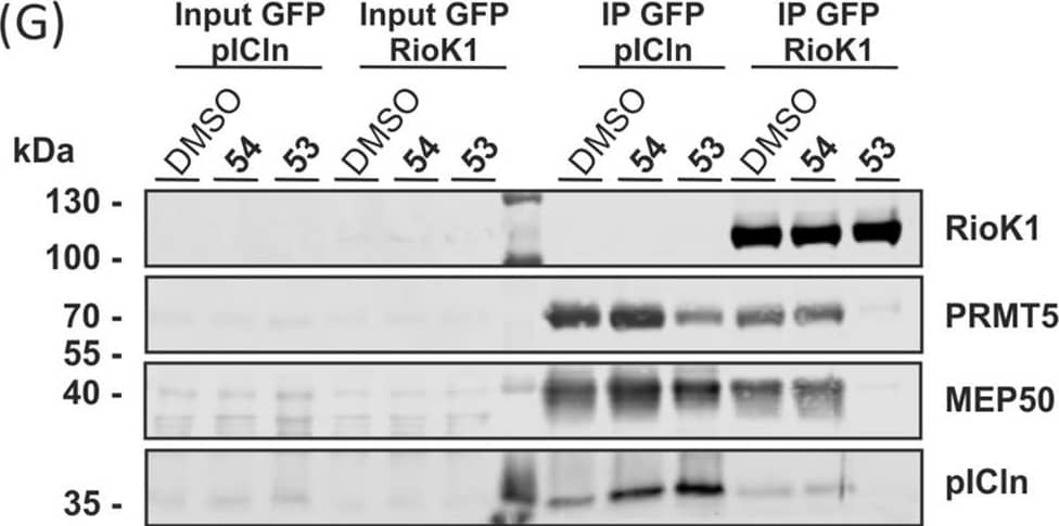 <b>Independent Antibodies Validation and Biological Strategies Validation.</b>(A) FP results for linear sequence 29 and2nd and3rd generation macrocyclic PAPIIs with PRMT5-MEP50 (n = 3). (B) FP competition of representative linear and macrocyclicpeptides with FITC-labeled 50 for binding to PRMT5-MEP50(n = 3). (C) FP competition of 2nd and 3rd generationPAPIIs and the unlabeled pICln protein with the Alexa 488-labeledfull-length human pICln protein for binding to PRMT5-MEP50 (n = 3). (D) Comparison of the effects of linear and cyclicpeptides on the melting temperature of the TIM-MEP50 complex, as determinedby TSA (n = 6). (E) Pull-down assay with peptides 55 and scrambled 56 immobilized on the DBCO beadsusing MCF7 cell lysate. Immobilized 55 was also testedwith the lysate containing 100 μM of free 56. (F)GFP-IP from the lysate of Flp-In T-REx 293-GFP and Flp-In T-REx 293-GFP-PRMT5overexpressing cells, testing compound 53 and scrambled 54 at 50 μM. (G) GFP-IP from Flp-In T-REx 293-GFP-pIClnand Flp-In T-Rex 293-GFP-RioK1 cytoplasmic extract, testing 53 and 54 at 50 μM. Image collected and cropped by CiteAb from the following open publication (//pubmed.ncbi.nlm.nih.gov/36378254), licensed under a CC-BY license. Not internally tested by Novus Biologicals.