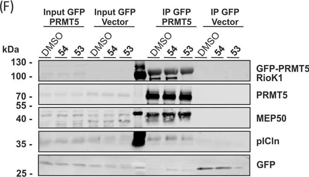 (A) FP results for linear sequence 29 and2nd and3rd generation macrocyclic PAPIIs with PRMT5-MEP50 (n = 3). (B) FP competition of representative linear and macrocyclicpeptides with FITC-labeled 50 for binding to PRMT5-MEP50(n = 3). (C) FP competition of 2nd and 3rd generationPAPIIs and the unlabeled pICln protein with the Alexa 488-labeledfull-length human pICln protein for binding to PRMT5-MEP50 (n = 3). (D) Comparison of the effects of linear and cyclicpeptides on the melting temperature of the TIM-MEP50 complex, as determinedby TSA (n = 6). (E) Pull-down assay with peptides 55 and scrambled 56 immobilized on the DBCO beadsusing MCF7 cell lysate. Immobilized 55 was also testedwith the lysate containing 100 μM of free 56. (F)GFP-IP from the lysate of Flp-In T-REx 293-GFP and Flp-In T-REx 293-GFP-PRMT5overexpressing cells, testing compound 53 and scrambled 54 at 50 μM. (G) GFP-IP from Flp-In T-REx 293-GFP-pIClnand Flp-In T-Rex 293-GFP-RioK1 cytoplasmic extract, testing 53 and 54 at 50 μM. Image collected and cropped by CiteAb from the following open publication (//pubmed.ncbi.nlm.nih.gov/36378254), licensed under a CC-BY license. Not internally tested by Novus Biologicals.
