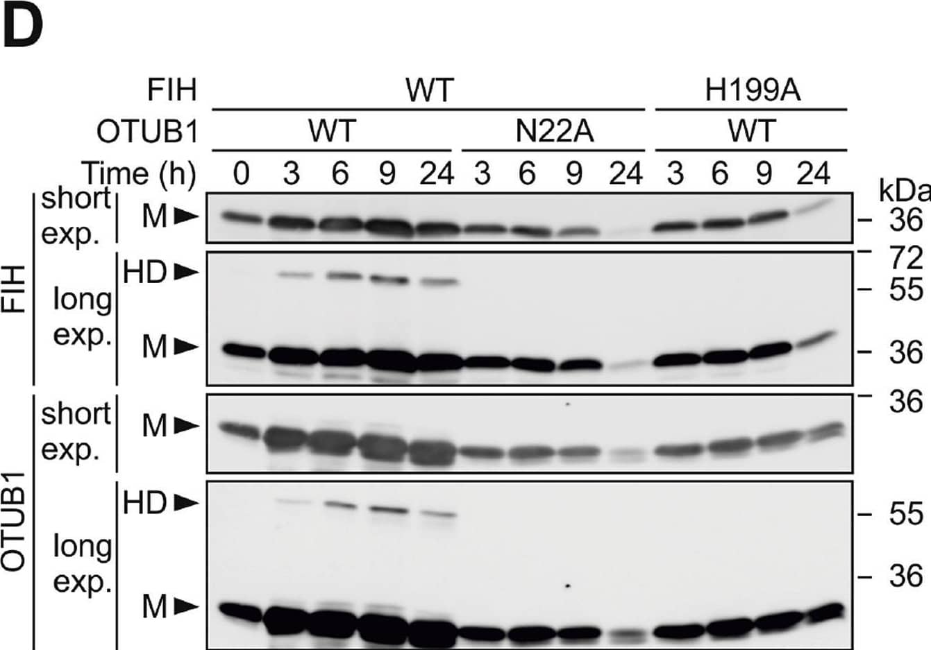 Co-translational formation of the extraordinarily stable FIH-OTUB1 HD. (A) Following ectopic expression of the indicated proteins, the FIH-OTUB1 heterodimer (HD) was allowed to form for 24 h prior to the analysis of the HD stability in hypoxia when FIH is inhibited and no additional HD can be formed. (B) HD formation kinetics and (C) HD formation during translation inhibition by cycloheximide (CHX) according to the experimental setups described in Fig. S3B. Re-Ox CHX, addition of CHX at the same time as re-oxygenation was started; Re-Ox CHX pre, pre-incubation of cells with CHX for 1 h prior to the start of re-oxygenation. (D) Bicistronic expression of the indicated His-OTUB1-MBP-FIH in E.coli followed by immunoblot analysis. Time points indicate the time after induction of protein production by addition of isopropyl-beta -D-thiogalactoside (IPTG). Nx, normoxia; M, monomer. Data are representative for three independent experiments throughout. Image collected and cropped by CiteAb from the following open publication (//pubmed.ncbi.nlm.nih.gov/31299612), licensed under a CC-BY license. Not internally tested by Novus Biologicals.