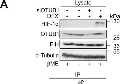 Characterization of the FIH-OTUB1 conjugation. (A) Immunoblot analysis of endogenous FIH IP detected the unexpected protein signal (“X